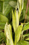 Small purple fringed orchid <BR>Lesser purple fringed orchid